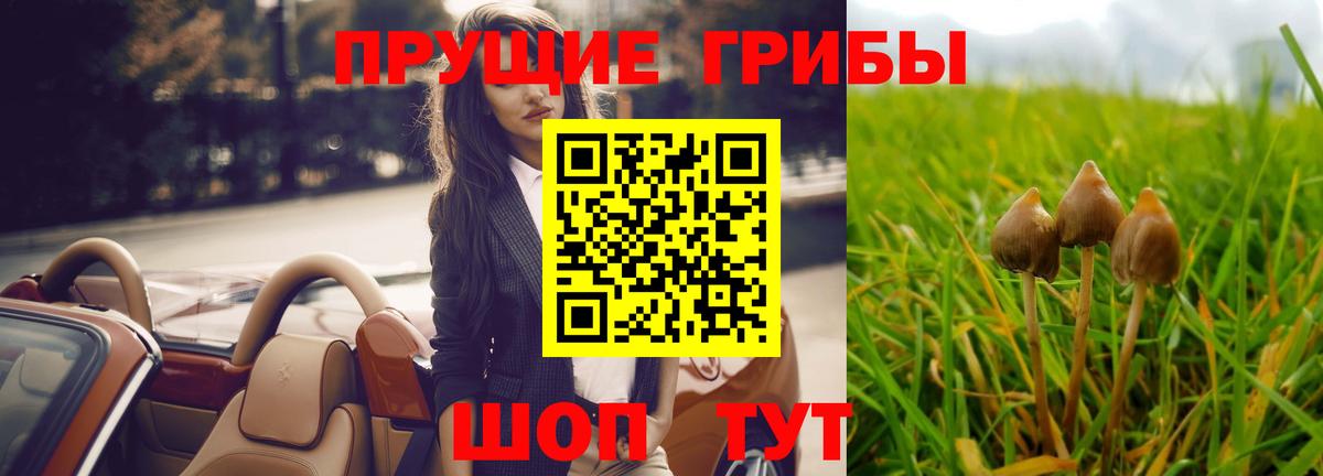 Псилоцибиновые грибы Psilocybine cubensis Санкт-Петербург